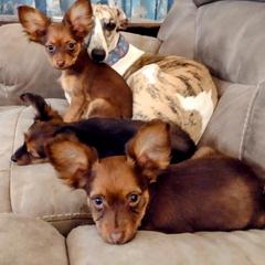 Akita, Russian Toy, and Whippet Puppies from Crossway Akitas, Whippets, & Russian Toys