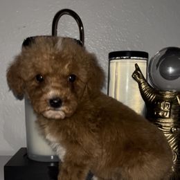 Girl 7 - Red  female Goldendoodle puppy in Jurupa Valley, California from gucci_bentleys_goldendoodles
