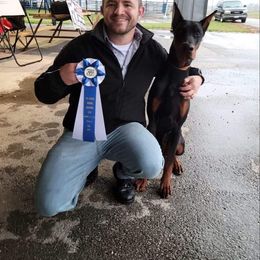 Doberman Pinscher Puppies from Imperium Dobermann Kennel