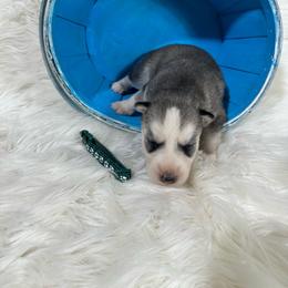 Again - Gray and white male Siberian Husky puppy in Collins, Iowa from Homegrown Huskies