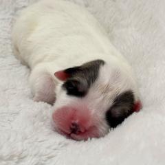 Penelope - White and badger female Great Pyrenees puppy in Tioga, Pennsylvania from Davis Pyrs of the Northern Tier