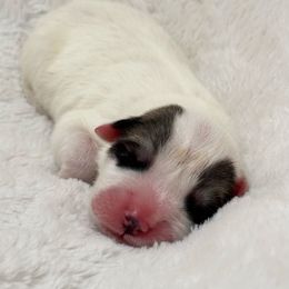 Penelope - White and badger female Great Pyrenees puppy in Tioga, Pennsylvania from Davis Pyrs of the Northern Tier