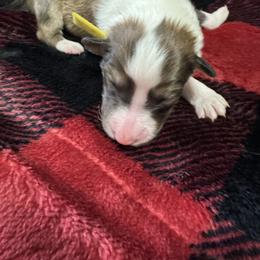 Merry - Sable and white female Collie puppy in Richmond, Kentucky from Puppy Dog City
