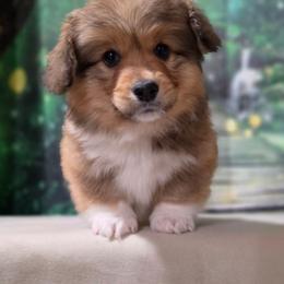 Lombardi (Fluffy coat) - Sable male Pembroke Welsh Corgi puppy in Washington from Castle View Royal Rumps