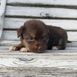 Clover - Red tri male Toy Australian Shepherd puppy in Licking, Missouri from Burnett Aussies