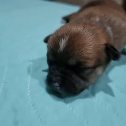 Furio - Black sabled fawn male Chihuahua puppy in Gray, Louisiana from Chi Chi's Place LLC