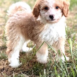 Bernedoodle, Goldendoodle, and Poodle Puppies from Starlight Goldendoodles