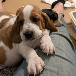 Mr grinch(Boy green) - Mahogany and white male Basset Hound puppy in Clio, Michigan from Nancy's Basset Hounds