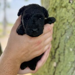 Black female - Black female Lakeland Terrier puppy in Marshallville, Ohio from Anne's Pups