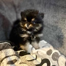 Rocky - Tri-colored male Pomeranian puppy in Lillington, North Carolina from Dignified Poms
