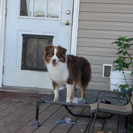 Bitty - Red tri-color female Miniature American Shepherd puppy in Trenton, Florida from Atherney