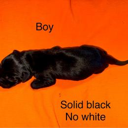 Boy 7 - Black male German Shorthaired Pointer puppy in Aitkin, Minnesota from Whispering’s GunDogs