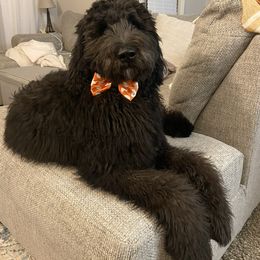 Bernedoodle and Goldendoodle All Grown Up from A.N.A. Doodles