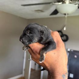 Pluto - Black and silver male German Shepherd puppy in Lake Charlse, Louisiana from Dettaalpha Kennels