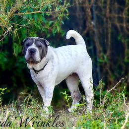 Pebbles - Chinese Shar-Pei