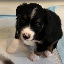 Black Tri Male 1- Cosmo - Black tri male Miniature Australian Shepherd puppy in Denair, California from CenCal Mini Aussies