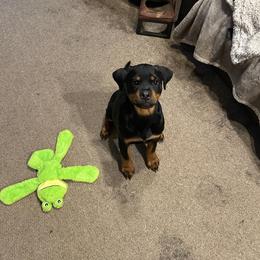Girl 4 - Black and mahogany female Rottweiler puppy in Massachusetts from Von Gogginhaus Rottweilers