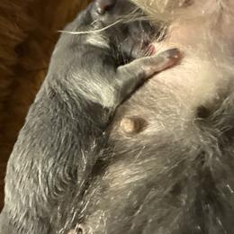 Blue male - Blue and tan male Chihuahua puppy in Summerfield, Florida from Uey’s Chihuahuas
