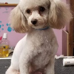 Penny - Poodle