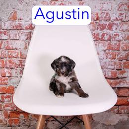 Agustin - male Aussiedoodle puppy in Calhoun, Georgia from Happy Top Doodles