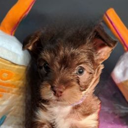 Little Boy Purple - Chocolate and tan male Yorkshire Terrier puppy in Hot Springs, Arkansas from Loving Laps (Yorkies raised right )