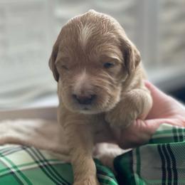 Ted Bear - Apricot male Goldendoodle puppy in Rocky Point, North Carolina from CelticDoods