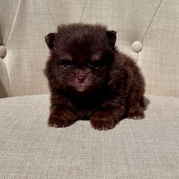 Cola - Chocolate male Pomeranian puppy in Canandaigua, New York from Fingerlakes Pomeranians