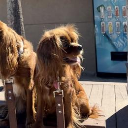 Cavalier King Charles Spaniels from Coastal Cavaliers