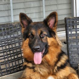 Luther - German Shepherd