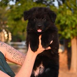 Max - Black male German Shepherd puppy in Azle, Texas from Alsup German Shepherds