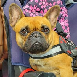 Cali - French Bulldog