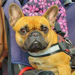 Cali - French Bulldog