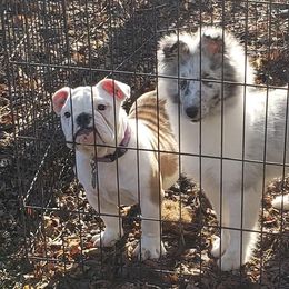 Bulldog and Shetland Sheepdog Puppies from Smooch-A-Bulls English Bulldogs & M&M Shelties