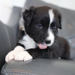 Aries - Black & white male Australian Shepherd puppy in Quincy, Massachusetts from William's Aussies