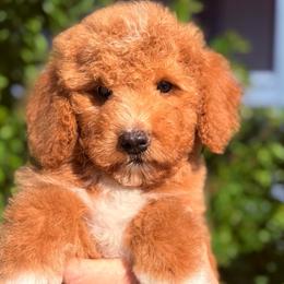 Lucy - Red  female Goldendoodle puppy in Tucson, Arizona from Adored Poodle & Doodles