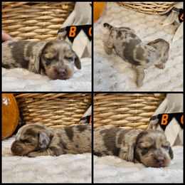 Dapple - Chocolate and cream male Dachshund puppy in Panama City Fl, Florida from Southern Bliss Doxies