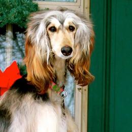 Afghan Hounds from Winterberry Afghan Hounds