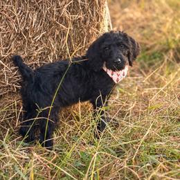Labradoodle puppies from Howdy Doodles