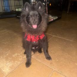 Teddy Bear🧸 - Pomeranian