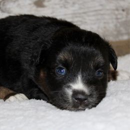 Bondi - Black tri male Miniature Australian Shepherd puppy in Paris, Texas from Kuttin’ Up Mini Aussies