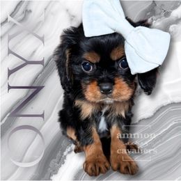 Onyx - Black and tan female Cavalier King Charles Spaniel puppy in Ammon, Idaho from Ammon Acres Cavaliers