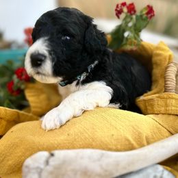 Labradoodle Puppies from California Poppy Doodles