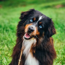 Magnum - Australian Shepherd