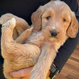 Girl 1 - Apricot female Goldendoodle puppy in Mattawan, Michigan from Doodifuldoods