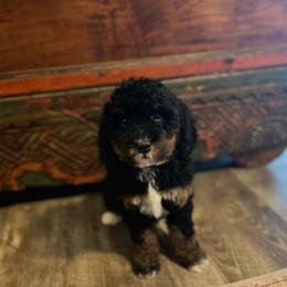 Luna - Tri-color female Bernedoodle puppy in Los Angeles, California from Bernied00dle Love