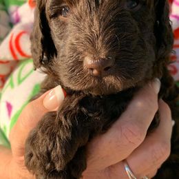 Labradoodle Puppies from DooSouth Labradoodles
