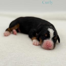 Curly - Tri-color male Bernedoodle puppy in Bellville, Ohio from Bernedoodle Buddies