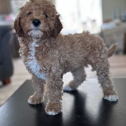 Cavapoo and Whoodle Puppies from Perfect Pawzabilities