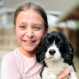 Pixie - Cavalier King Charles Spaniel