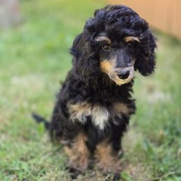 Girl 2 Daphne - Phantom female Poodle puppy in Vancouver, Washington from Doo a Little Doodle